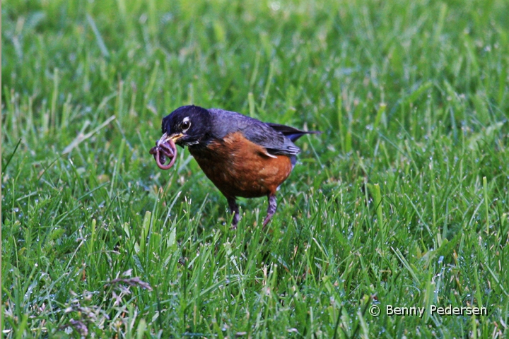 American Robin.jpg - American Robin